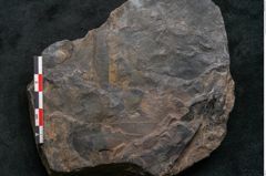 Foto (Detailansicht) von Cupanites novae zeelandiae Ettingshausen (NHMW-GEO-2024-0188-10249)